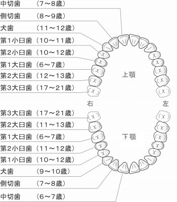 歯 の 本数